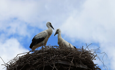 Fototapeta premium Two storks in a nest against the sky 