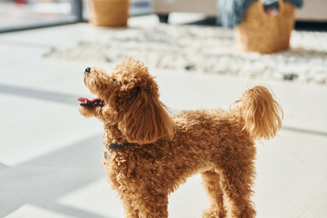 Cute little poodle puppy is indoors in the modern domestic room