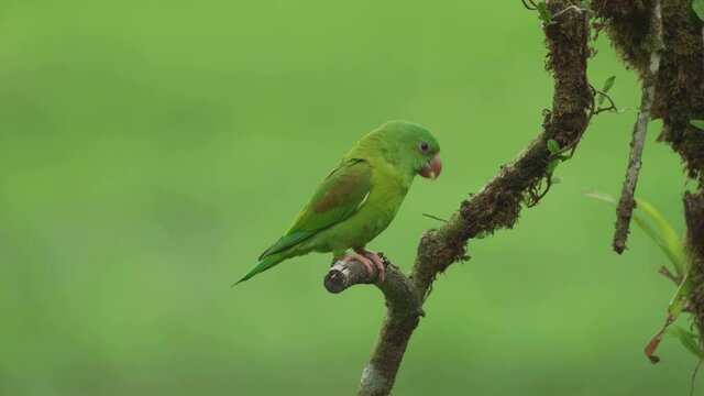 Orange -chinned Parakeet Perching on a branch (Brotogeris jugularis)