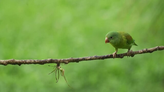 Orange -chinned Parakeet Perching on a branch (Brotogeris jugularis)