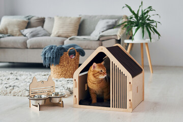 Cute cat is in pet booth that indoors in the modern domestic room