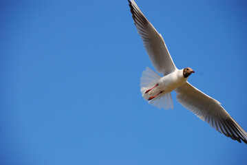Black-headed gull (Chroicocephalus ridibundus) soaring in the air front of blue sky