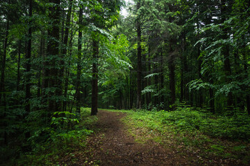 Forest path and tall trees in a beautiful natural park reservation