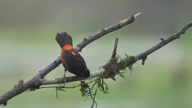 Passerinis Tanager Perching on a branch