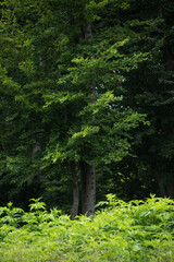 Trees silhouettes in a green forest environment from a protected natural park