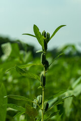 The seeds are white, brown, or gray to black called Sesamum indicum