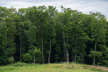 Trees silhouettes in a green forest environment from a protected natural park