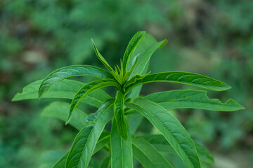 The wild medicinal plants, also called medicinal herbs
