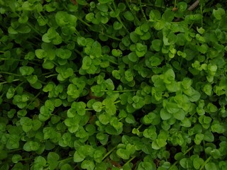 green leaves background, Lindernia Plant leaves, green background