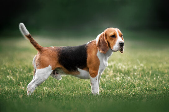 beagle picture of a purebred dog on the lawn
