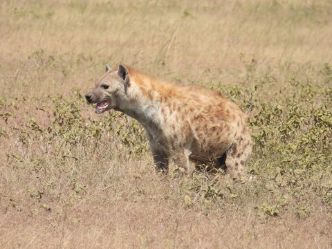 hyenas in the serengeti 