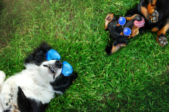 border collie and dachshund two funny dogs photo shoot in the studio dog tricks
