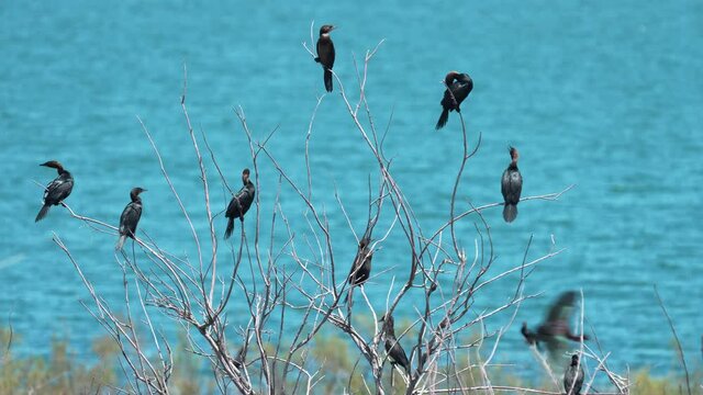 flock of Pygmy Cormorant (Microcarbo pygmaeus) Nesting colony to the shore of the Sea of Galilee