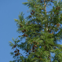 Close-up of cones and flowers Japanese Sugi pine (Cryptomeria Japonica) or Cupressus japonica. Japanese cedar or redwood grows in public landscaped city park 'Krasnodar' or 'Galitsky' in spring 2021