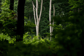 Fototapeta premium Trees silhouettes in a green forest environment from a protected natural park