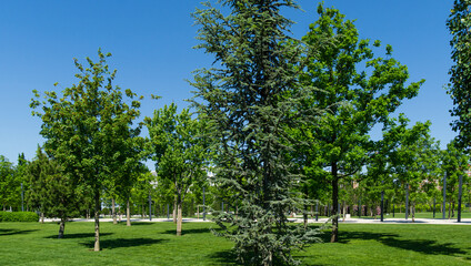 Fototapeta na wymiar Beautiful young Blue Atlas Cedar (Cedrus Atlantica Glauca tree) with blue needles in public landscape city Park Krasnodar or Galitsky Park in sunny spring 2021
