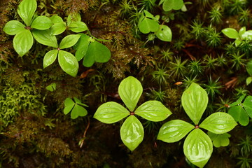 Green young leaves and moss with water drop