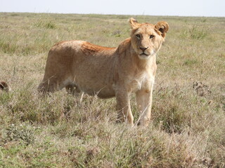 Obraz na płótnie Canvas lions in the serengeti 