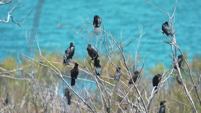flock of Pygmy Cormorant (Microcarbo pygmaeus) Nesting colony to the shore of the Sea of Galilee