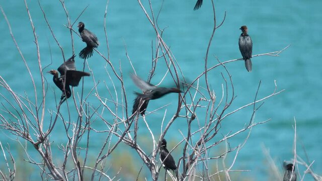 flock of Pygmy Cormorant (Microcarbo pygmaeus) Nesting colony to the shore of the Sea of Galilee