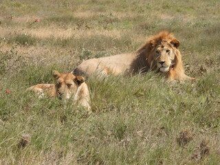lions in the serengeti 