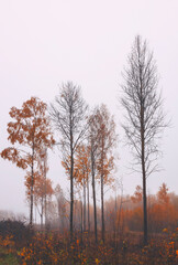 Foggy forrest morning