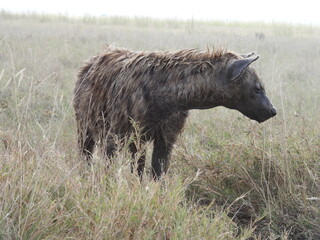 hyena in the serengeti 