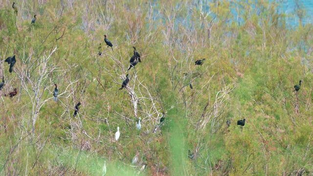 flock of Pygmy Cormorant (Microcarbo pygmaeus)and little egret (Egretta garzetta) Nesting colony to the shore of the Sea of Galilee