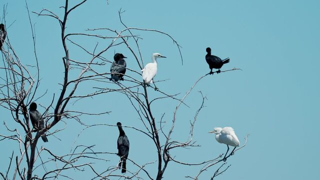 flock of Pygmy Cormorant (Microcarbo pygmaeus)and little egret (Egretta garzetta) Nesting colony to the shore of the Sea of Galilee