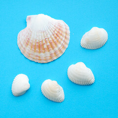 Composition of white sea shells on blue background. Flat lay. Square banner. Summer vacation concept