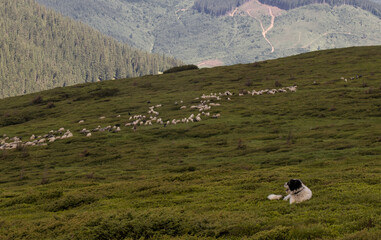 a flock of sheep is guarded by a dog