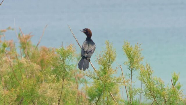 Pygmy Cormorant (Microcarbo pygmaeus) shore of the Sea of Galilee