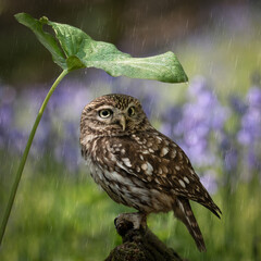 Little owl taking shelter under a leaf in the rain