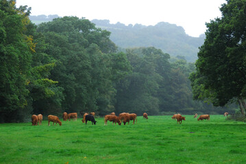 Cows grazing on a green field with a forest behind in Dorset, UK