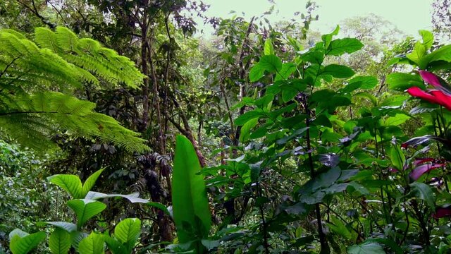 Tree fern (dicksonia brackenridgei) in Rainforest in Costa Rica