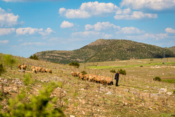 Emirdağ, Afyonkarahisar, Turkey-May 18 2021: Old shepherd grazing sheep