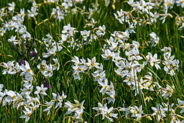 Fototapeta premium Beautiful flowering meadow with white wild growing narcissus or daffodil flowers in Daffodil Valley Biosphere Reserve