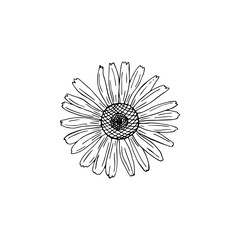 Vector illustration of black line hand drawn chamomile flower isolated on white background