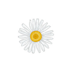 Vector colorful illustration of hand drawn chamomile flower isolated on white background