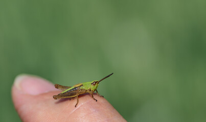 Close-up of a small green cricket sitting on a person's thumb, in size comparison, at the bottom of the picture against a green background with space for text