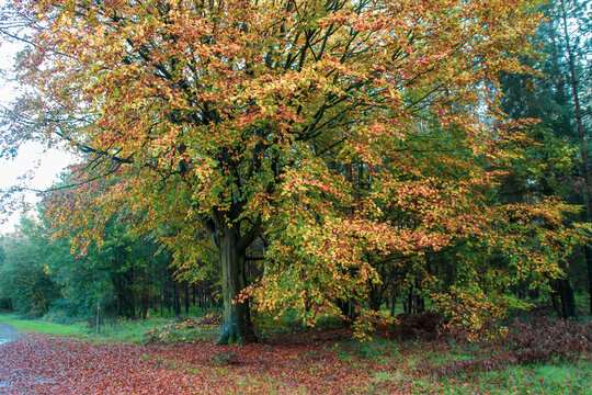 Cooper Beech Tree in Autumn 
