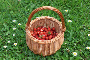 Fototapeta na wymiar Small basket with ripe wild strawberries (Fragaria vesca) in a grass with daisy flowers