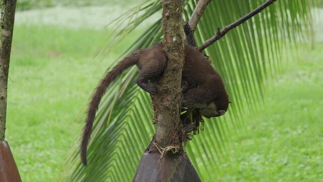 White-nosed Coati(Nasua narica) eat bananas