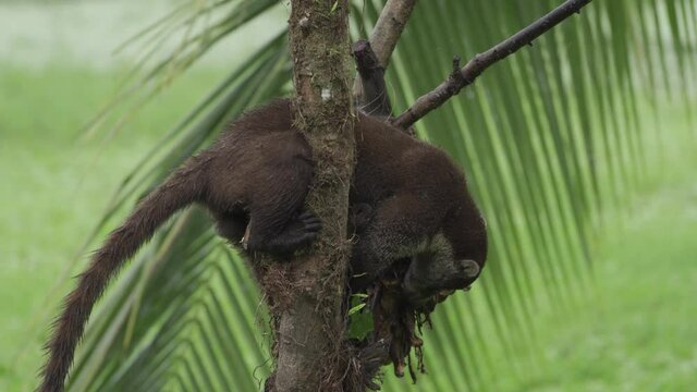 White-nosed Coati(Nasua narica) eat bananas