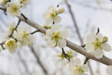 Apricot flower on nature background