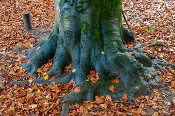 Cooper Beech Tree in Autumn 