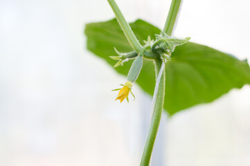 Obraz premium flower and tendrils of cucumber, close-up on blurred background