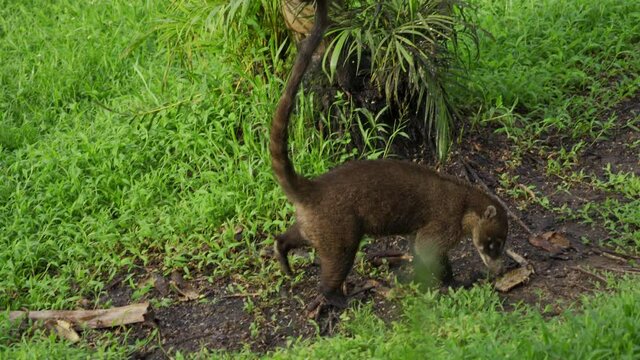 White-nosed Coati(Nasua narica) eat bananas