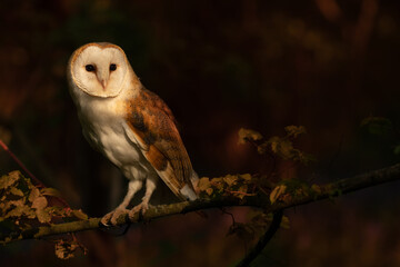 Barn Owl in Evening Light