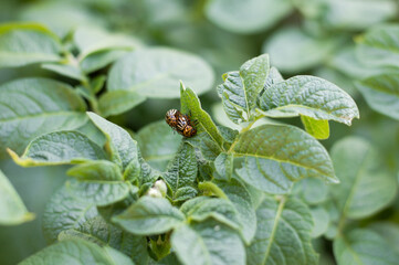 Reproduction of colorado potato beetles in potato leaves.Colorado beetle, potato parasite. Close-up colorado potato beetle, Decemlineata, potatoes parasites, leptinotarsa, potatoes beetles.